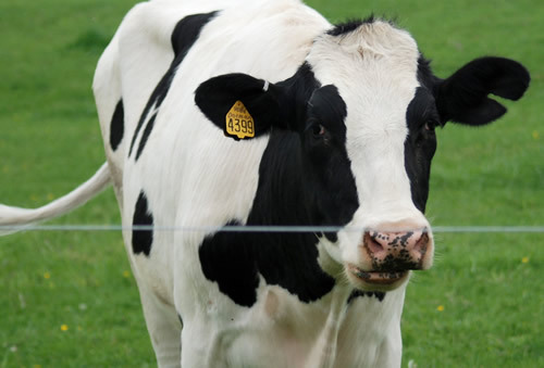 Photo of a cow in a pasture